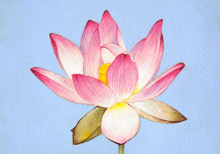 恋の予感 ピンクの蓮,花の絵画,ピンクの絵,水色の絵,静物画のアートです。福井市,敦賀市,小浜市,大野市,勝山市,鯖江市,あわら市,越前市,坂井市