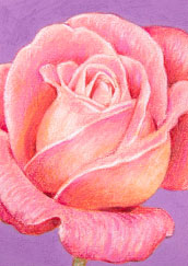 絵画 アート販売 ● sweet rose