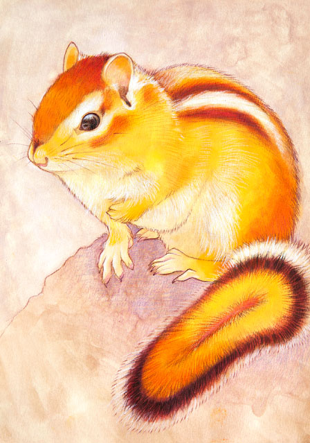 yellow squirrel ,Aj},A[g,V}X,쐶,F̊G̃A[głBs,